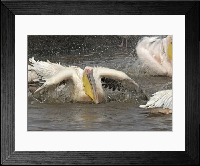 Framed Print : Pelican blanc Framed Print : Pelican blanc