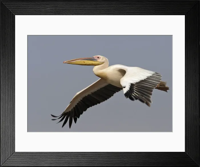 Framed Print : Pelican blanc Framed Print : Pelican blanc