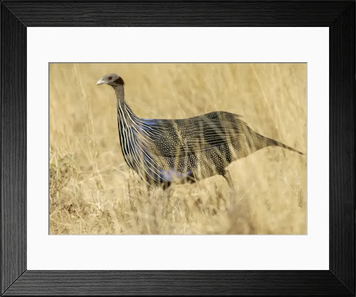 Framed Print : Pintade vulturine Framed Print : Pintade vulturine
