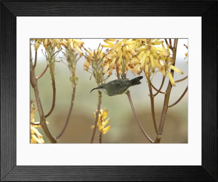 Framed Print : Souimanga a poitrine rouge Framed Print : Souimanga a poitrine rouge