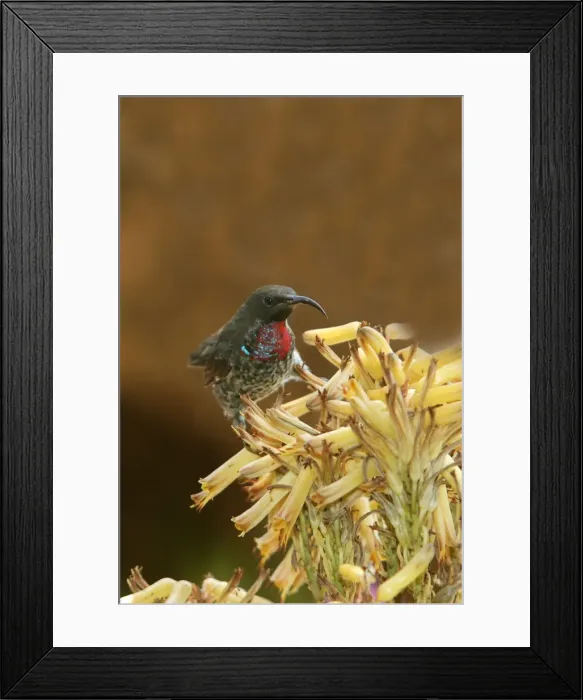 Framed Print : Souimanga a poitrine rouge Framed Print : Souimanga a poitrine rouge