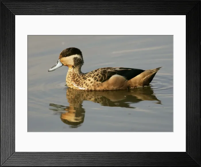 Framed Print : Sarcelle hottentote Framed Print : Sarcelle hottentote