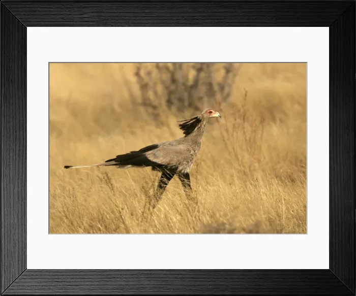 Framed Print : Serpentaire Framed Print : Serpentaire