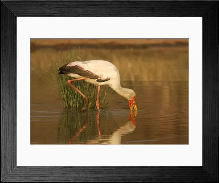 Framed Print : Cigogne a bec jaune Framed Print : Cigogne a bec jaune