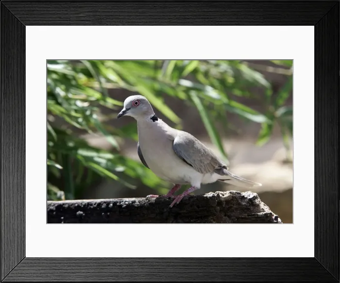 Framed Print : Tourterelle du Cap Framed Print : Tourterelle du Cap