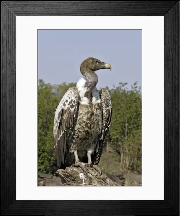 Framed Print : vautour de Ruppell Framed Print : vautour de Ruppell