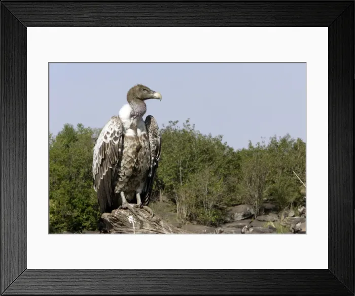 Framed Print : vautour de Ruppell Framed Print : vautour de Ruppell