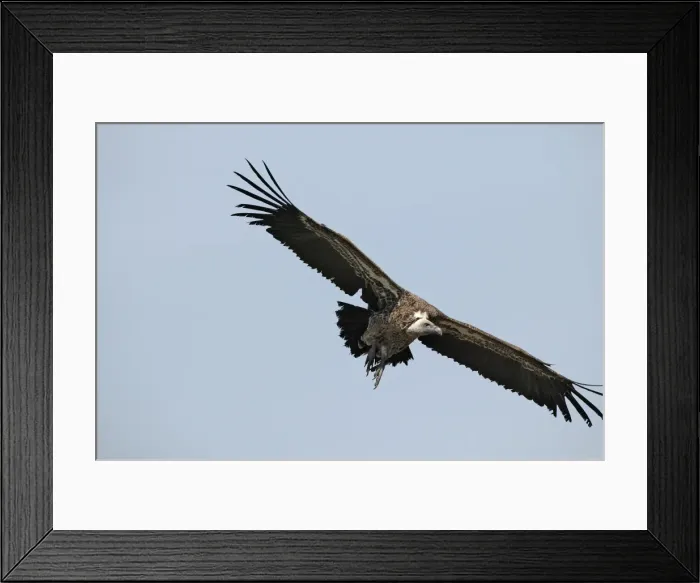 Framed Print : Vautour a dos blanc. White backed Vulture Gyps bengalensis Framed Print : Vautour a dos blanc. White backed Vulture Gyps bengalensis
