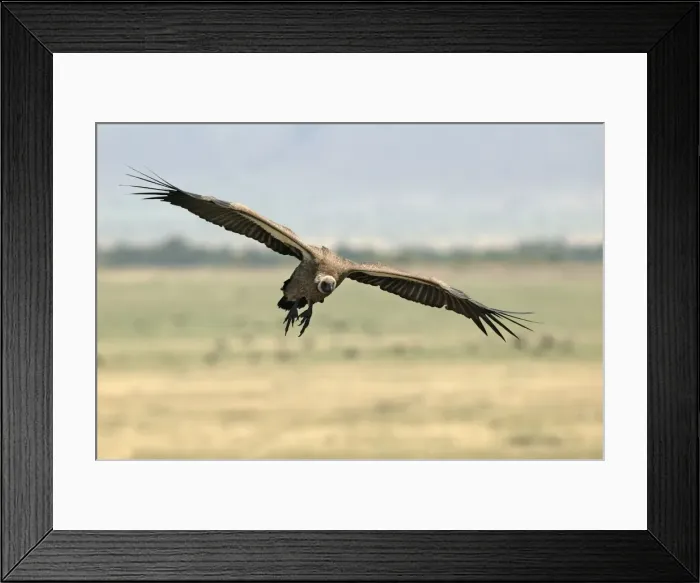 Framed Print : Vautour a dos blanc. White backed Vulture Gyps bengalensis Framed Print : Vautour a dos blanc. White backed Vulture Gyps bengalensis