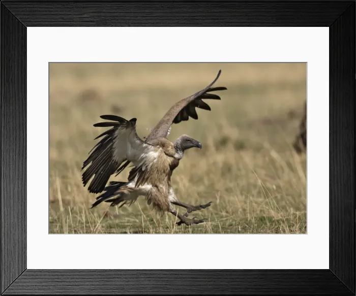 Framed Print : Vautour a dos blanc. White backed Vulture Gyps bengalensis Framed Print : Vautour a dos blanc. White backed Vulture Gyps bengalensis