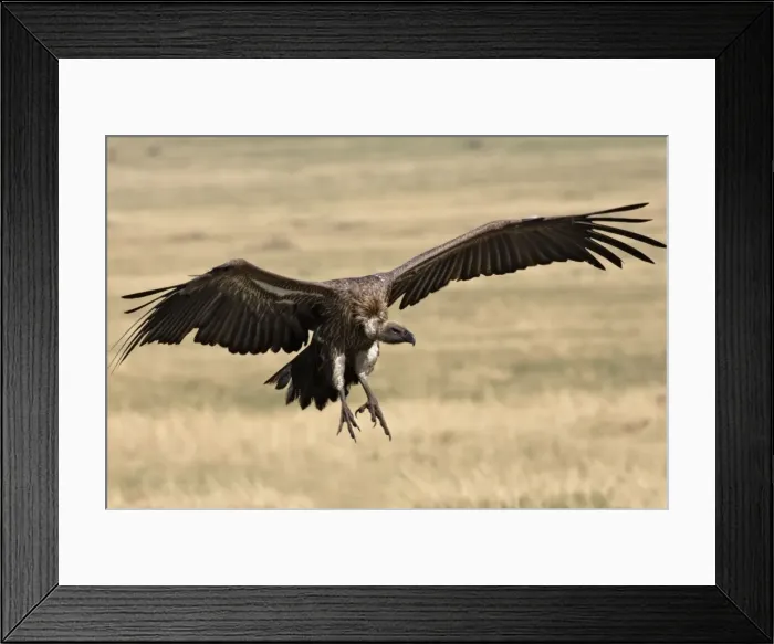 Framed Print : Vautour a dos blanc. White backed Vulture Gyps bengalensis Framed Print : Vautour a dos blanc. White backed Vulture Gyps bengalensis