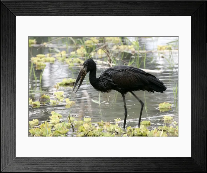 Framed Print : Open-billed Stork. South Luangwa Valley National Park - Zambia - Africa Framed Print : Open-billed Stork. South Luangwa Valley National Park - Zambia - Africa