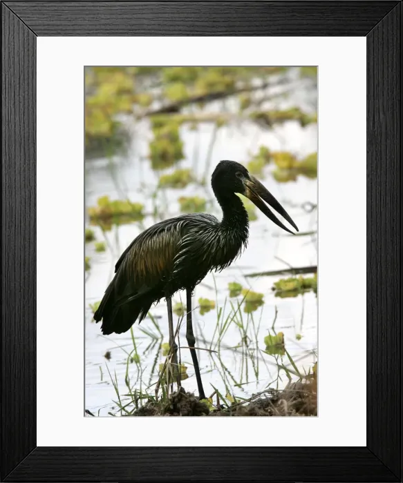 Framed Print : Open-billed Stork. South Luangwa Valley National Park - Zambia - Africa Framed Print : Open-billed Stork. South Luangwa Valley National Park - Zambia - Africa