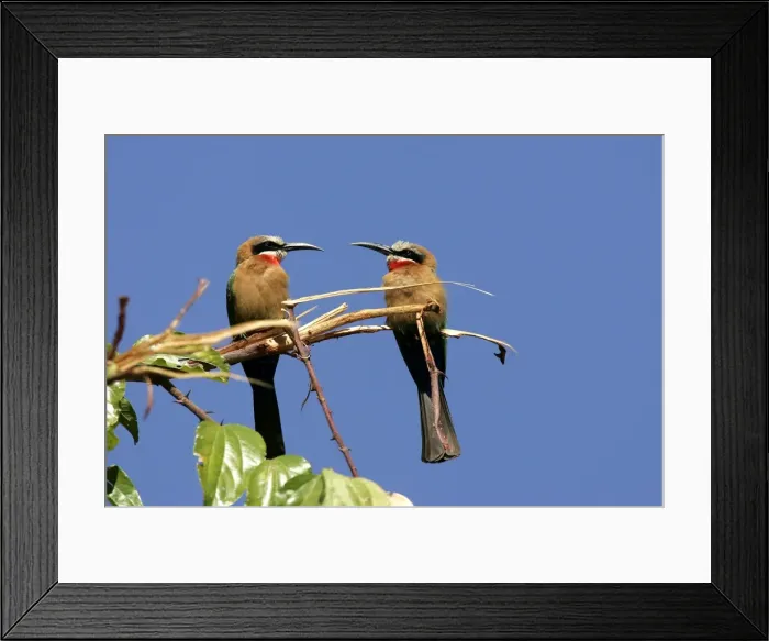 Framed Print : White-fronted Bee-Eater - two on branch. South Luangwa Valley National Park - Zambia - Africa Framed Print : White-fronted Bee-Eater - two on branch. South Luangwa Valley National Park - Zambia - Africa