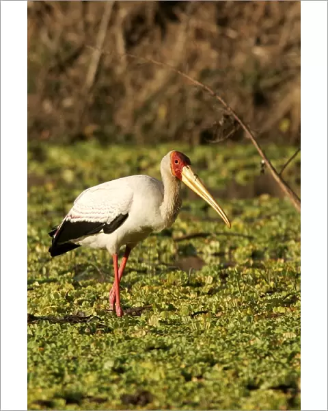 Yellow-billed Stork. South Luangwa Valley National Park - Zambia - Africa