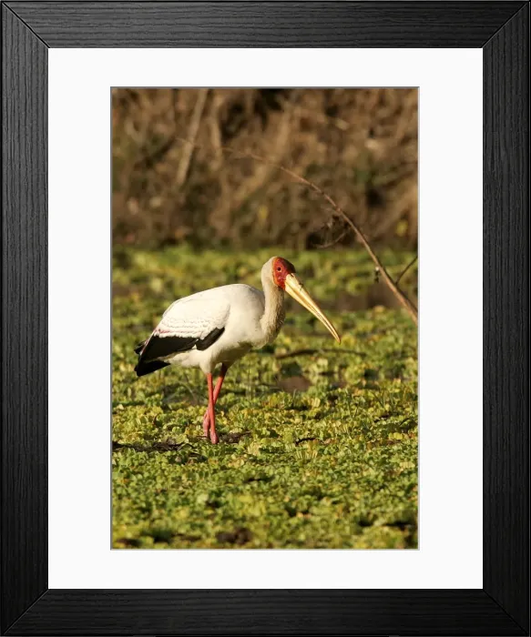 Framed Print : Yellow-billed Stork. South Luangwa Valley National Park - Zambia - Africa Framed Print : Yellow-billed Stork. South Luangwa Valley National Park - Zambia - Africa