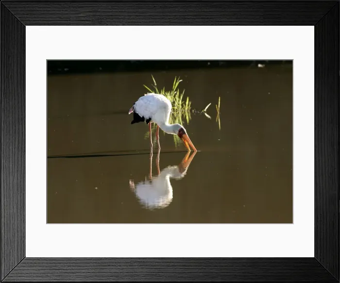 Framed Print : Yellow-billed Stork - feeding in water. South Luangwa Valley National Park - Zambia - Africa Framed Print : Yellow-billed Stork - feeding in water. South Luangwa Valley National Park - Zambia - Africa