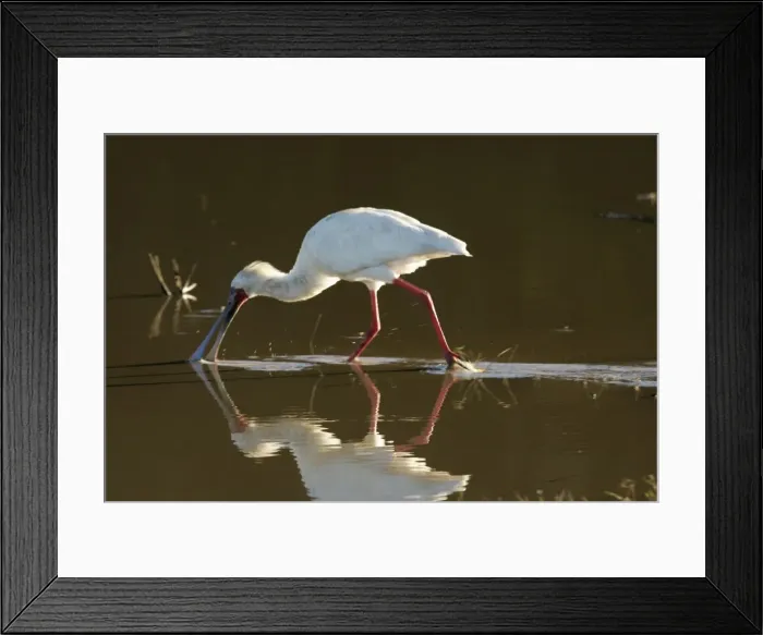 Framed Print : African Spoonbill - feeding in water. South Luangwa Valley National Park - Zambia - Africa Framed Print : African Spoonbill - feeding in water. South Luangwa Valley National Park - Zambia - Africa