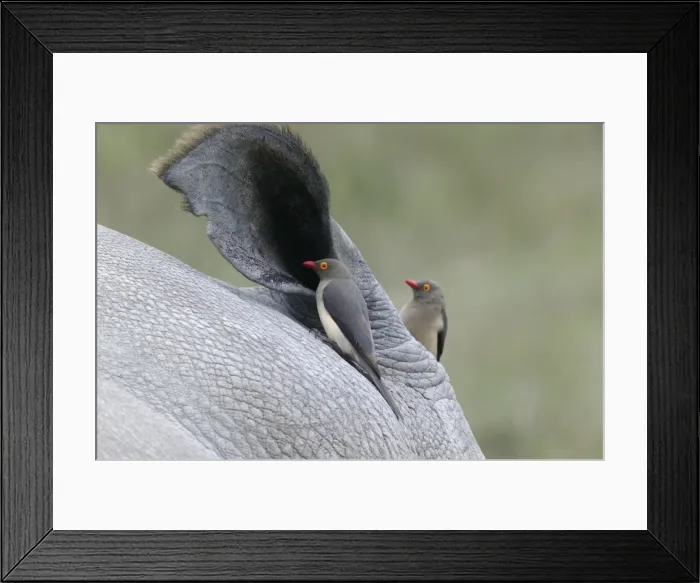 Framed Print : Piqueboeuf a oeil rouge Framed Print : Piqueboeuf a oeil rouge