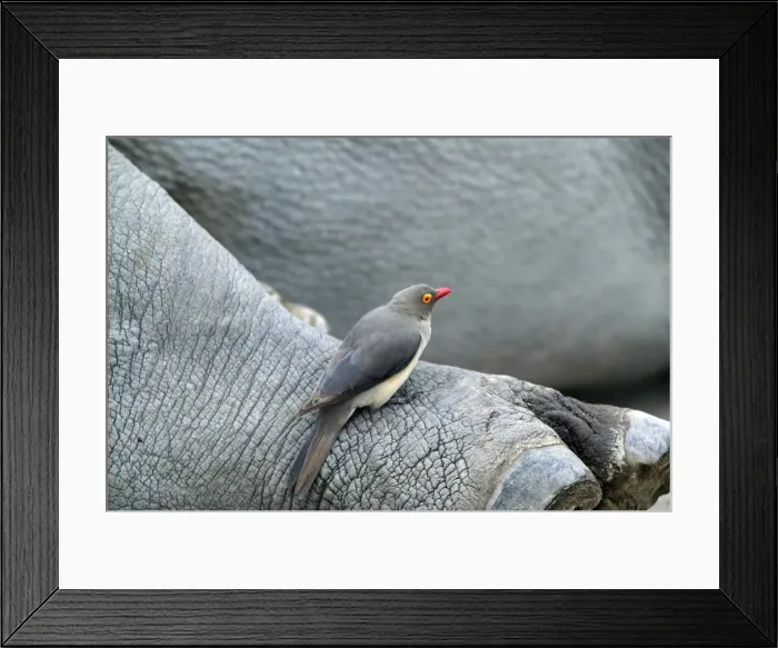 Framed Print : Piqueboeuf a oeil rouge Framed Print : Piqueboeuf a oeil rouge