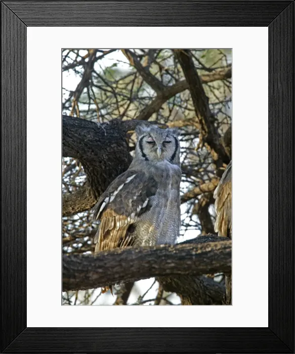 Framed Print : Grand duc de verreaux Framed Print : Grand duc de verreaux