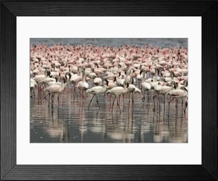 Framed Print : Flamant nain Framed Print : Flamant nain