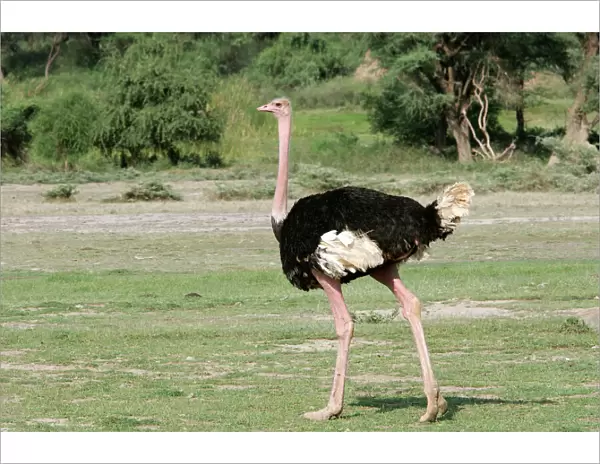 Ostrich. Lake Nakuru - Kenya - Africa