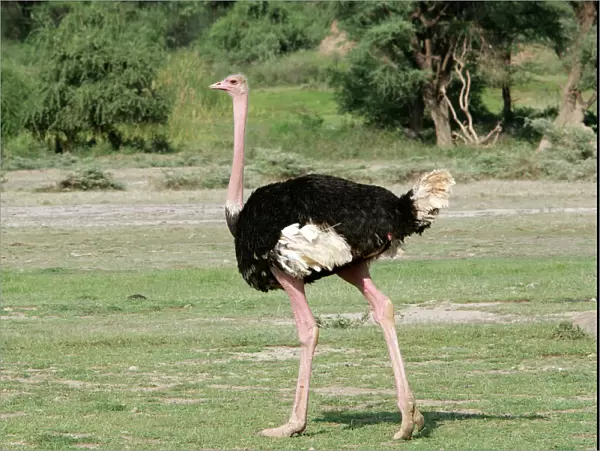 Ostrich. Lake Nakuru - Kenya - Africa