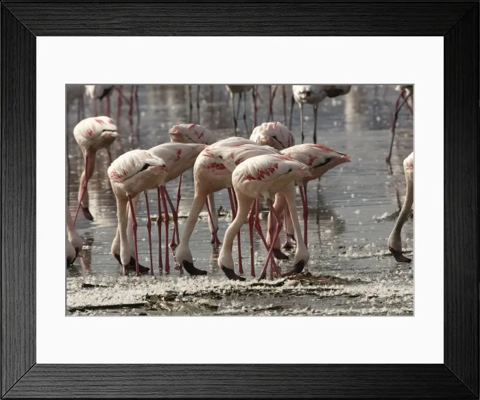 Framed Print : Flamant nain Framed Print : Flamant nain