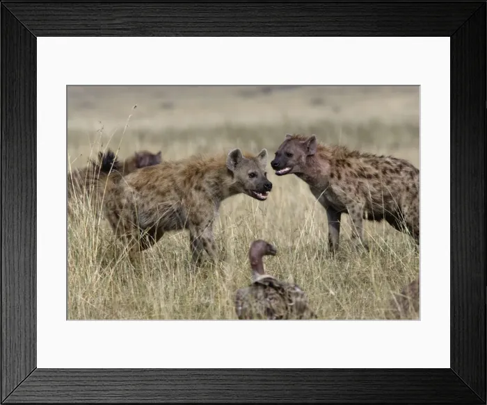 Framed Print : Hyene tachetee Framed Print : Hyene tachetee