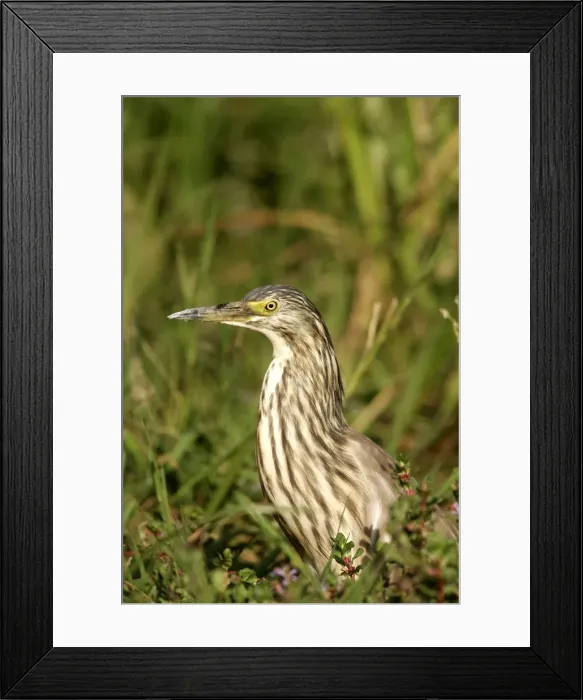 Framed Print : Heron crabier Framed Print : Heron crabier