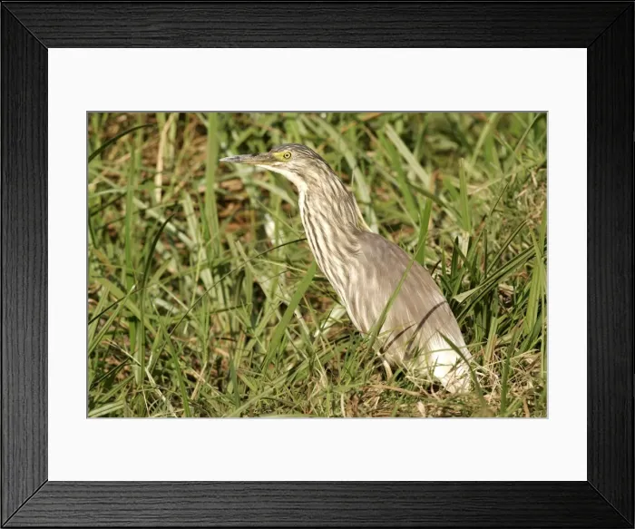 Framed Print : Heron crabier Framed Print : Heron crabier