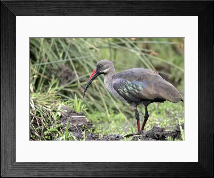 Framed Print : Ibis hahada Framed Print : Ibis hahada