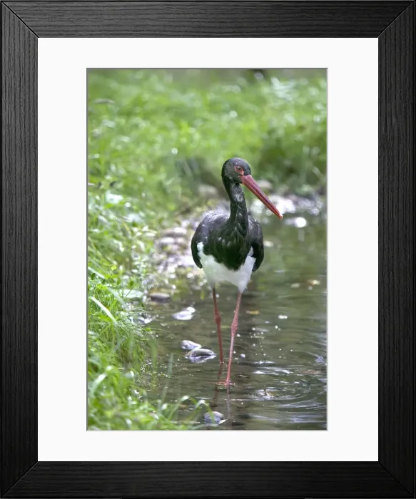 Framed Print : Black Stork. France