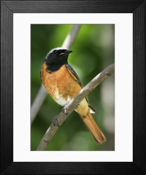 Framed Print : rouge queue a front blanc male Redstart male Phoenicurus phoenicurus Framed Print : rouge queue a front blanc male Redstart male Phoenicurus phoenicurus