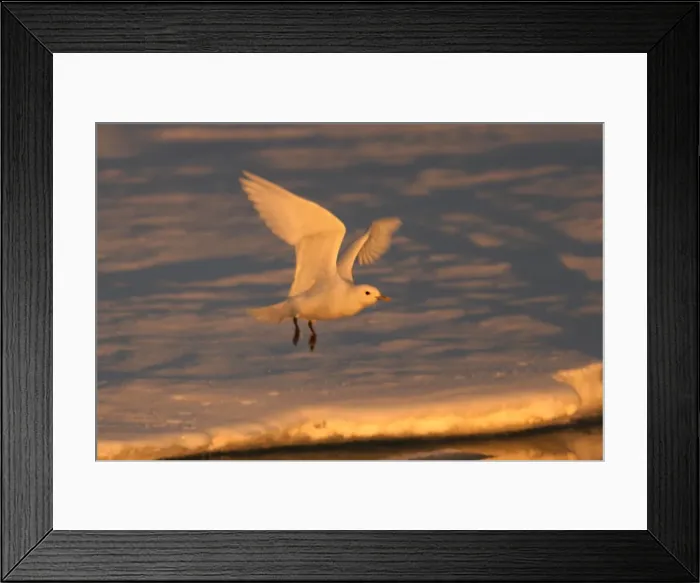 Framed Print : Ivory Gull - in flight North East Svalbard Framed Print : Ivory Gull - in flight North East Svalbard