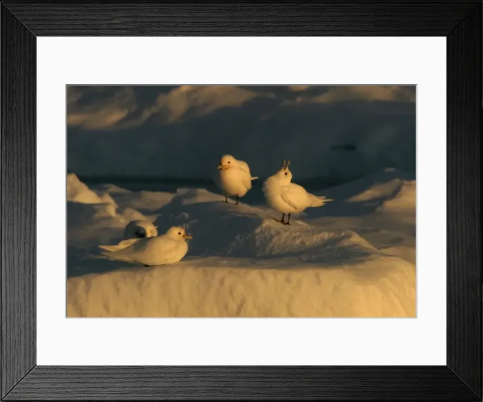 Framed Print : Ivory Gull resting on ice in North East Svalbard Framed Print : Ivory Gull resting on ice in North East Svalbard