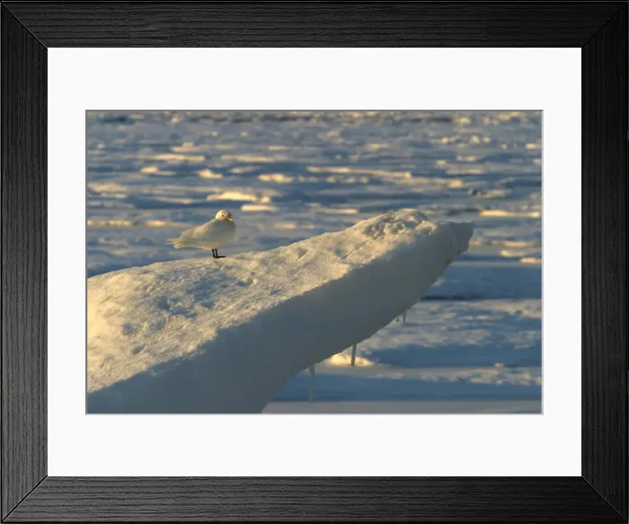Framed Print : Ivory Gull resting on ice North East Svalbard Framed Print : Ivory Gull resting on ice North East Svalbard