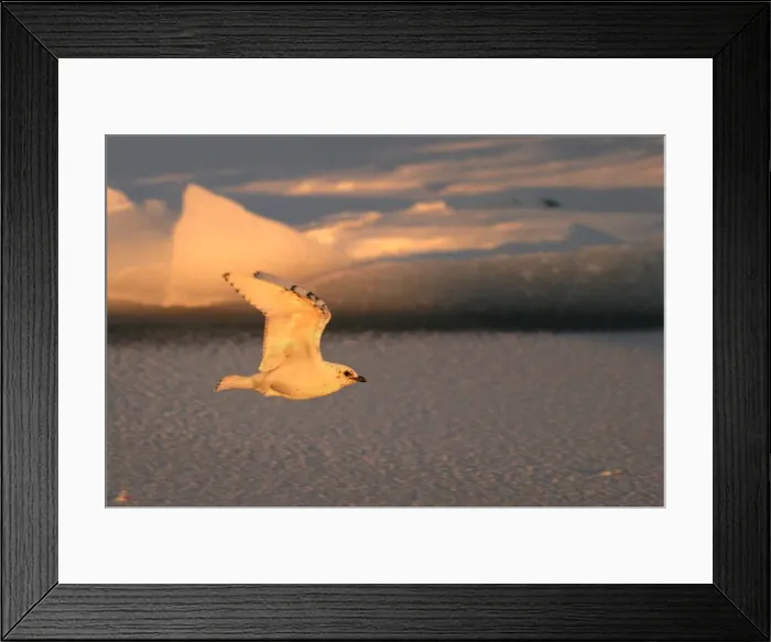Framed Print : Ivory Gull resting on ice in North East Svalbard Framed Print : Ivory Gull resting on ice in North East Svalbard