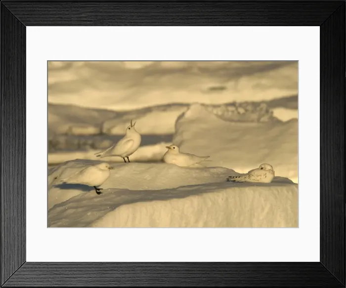 Framed Print : Ivory Gull resting on ice in North East Svalbard Framed Print : Ivory Gull resting on ice in North East Svalbard