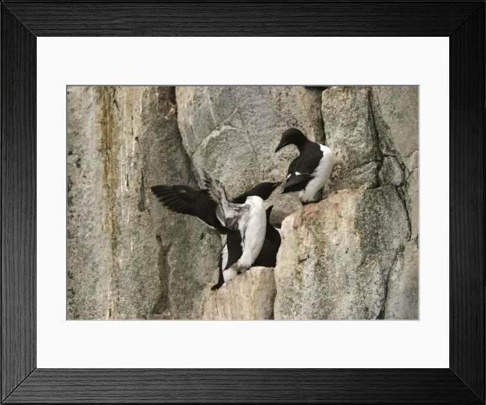Framed Print : Brunnich's guillemot resting on cliffs North spitzberg - Svalbard Norge Framed Print : Brunnich's guillemot resting on cliffs North spitzberg - Svalbard Norge