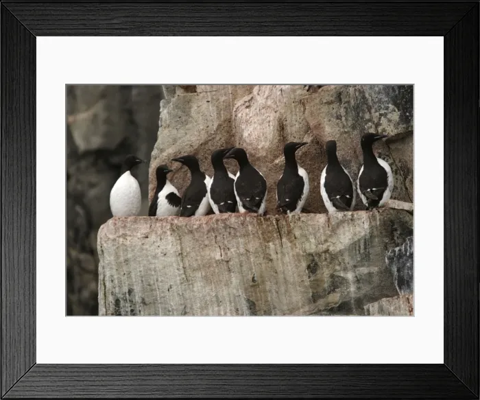 Framed Print : Brunnich's guillemot resting on cliffs guillemot de brunnich North spitzberg. Svalbard Norge Framed Print : Brunnich's guillemot resting on cliffs guillemot de brunnich North spitzberg. Svalbard Norge