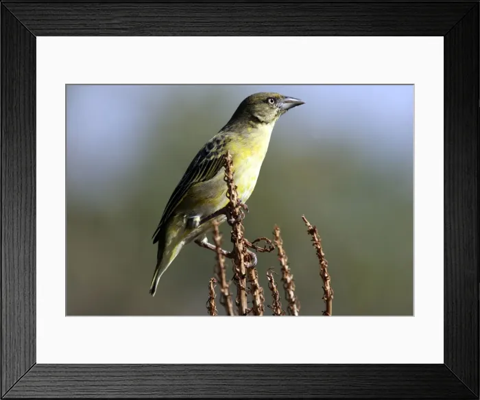 Framed Print : Spotted-backed / Black-headed Weaver. Maasai Mara - Kenya - Africa Framed Print : Spotted-backed / Black-headed Weaver. Maasai Mara - Kenya - Africa