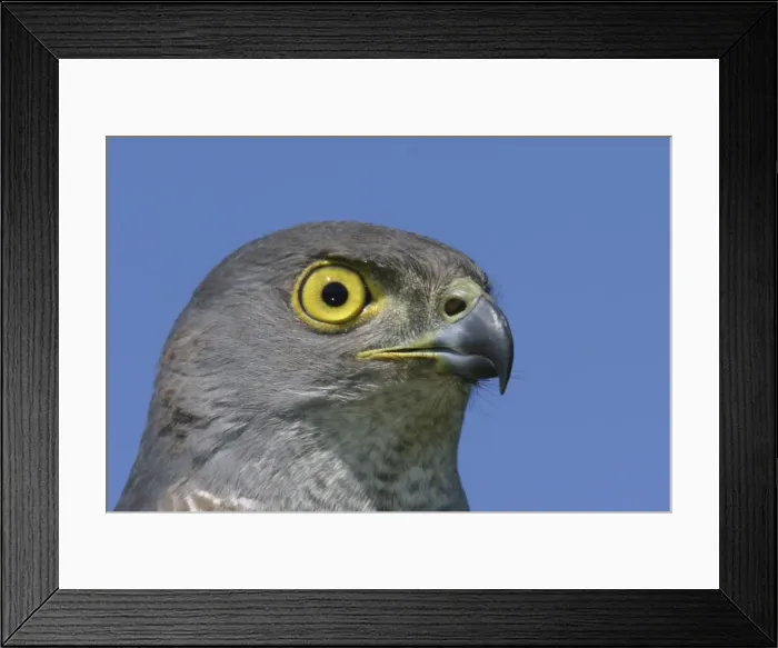 Framed Print : African Goshawk Cape Province. South Africa Framed Print : African Goshawk Cape Province. South Africa