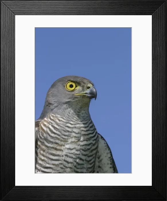 Framed Print : African Goshawk Cape Province. South Africa. Africa Framed Print : African Goshawk Cape Province. South Africa. Africa