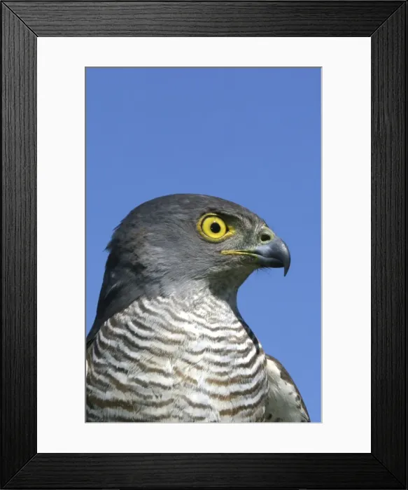 Framed Print : African Goshawk Cape Province. South Africa. Africa Framed Print : African Goshawk Cape Province. South Africa. Africa