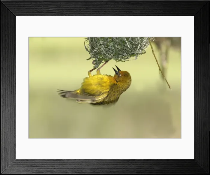 Framed Print : Cape Weaver - building nest Cape province. South africa Framed Print : Cape Weaver - building nest Cape province. South africa