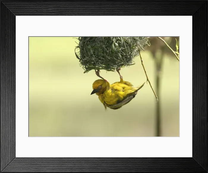 Framed Print : Cape Weaver - nest building Cape province. South africa Framed Print : Cape Weaver - nest building Cape province. South africa