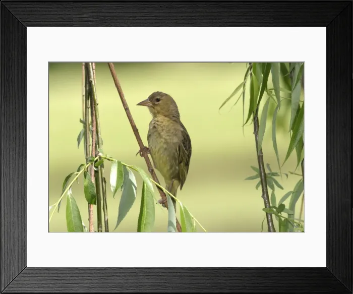 Framed Print : Cape Weaver Cape province. South africa Framed Print : Cape Weaver Cape province. South africa
