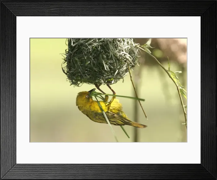 Framed Print : Cape Weaver - nest building Cape province. South africa Framed Print : Cape Weaver - nest building Cape province. South africa